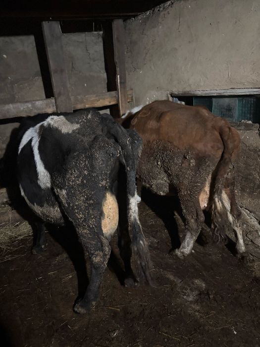 Продам дойных коров