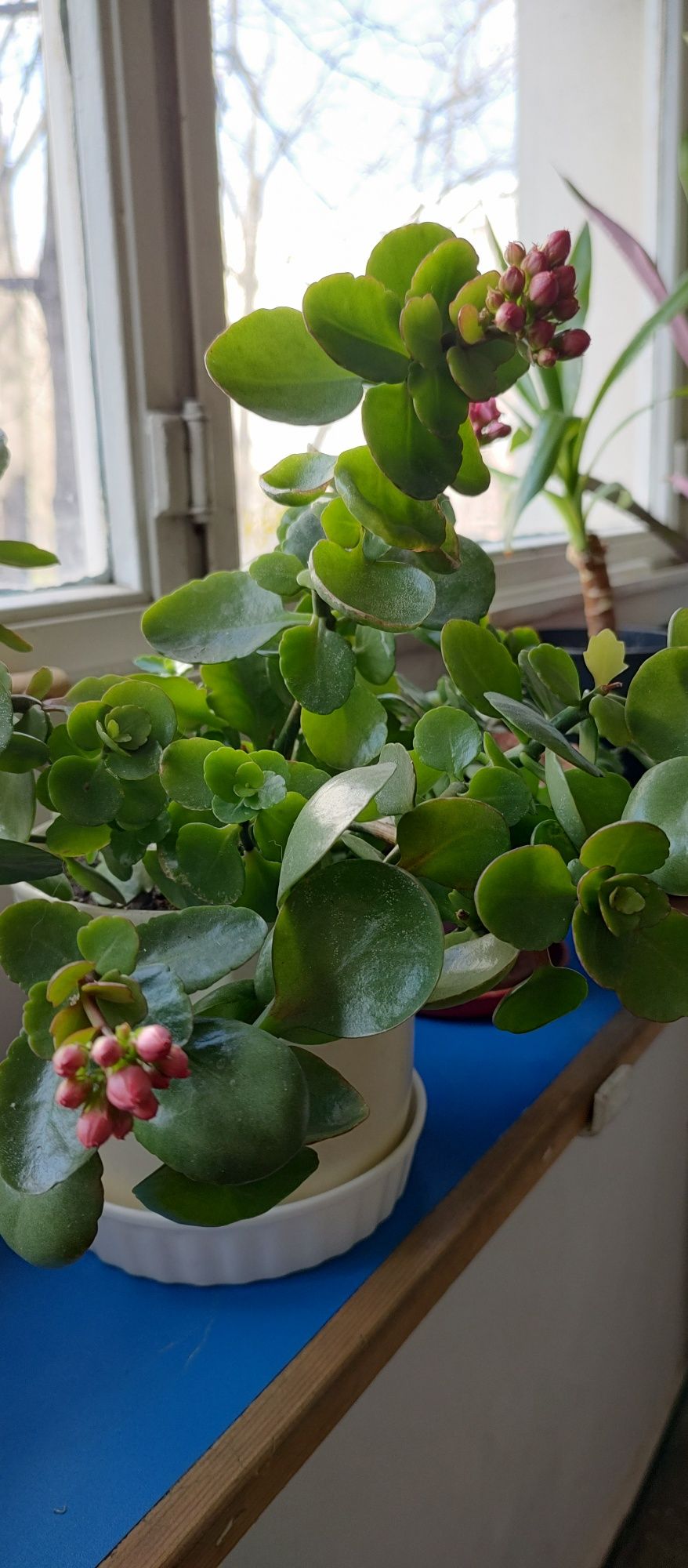 plantă suculentă Kalanchoe roz în ghiveci ceramic