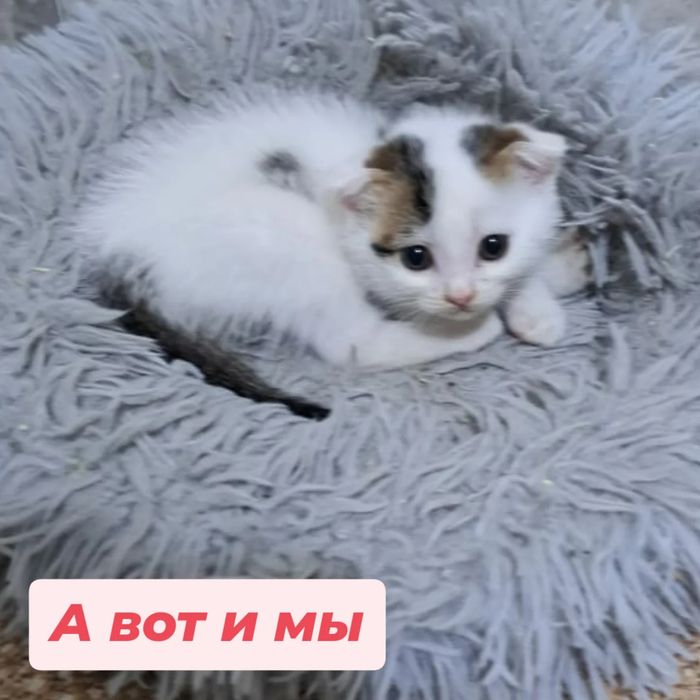 Отдам в хорошие руки котят