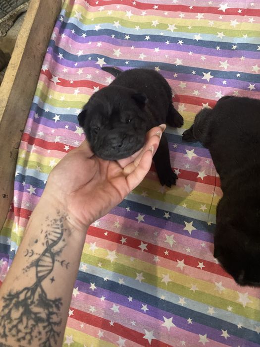 Catelusi shar pei in cautare de familii iubitoare