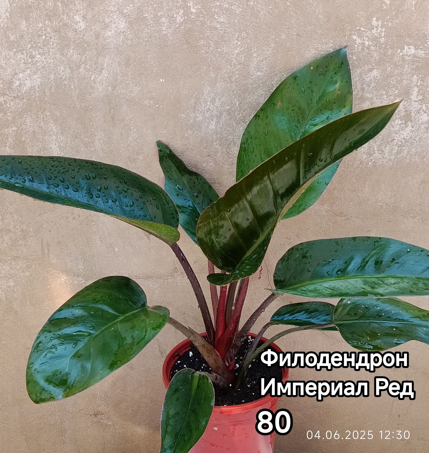 Продажа комнатных растений.