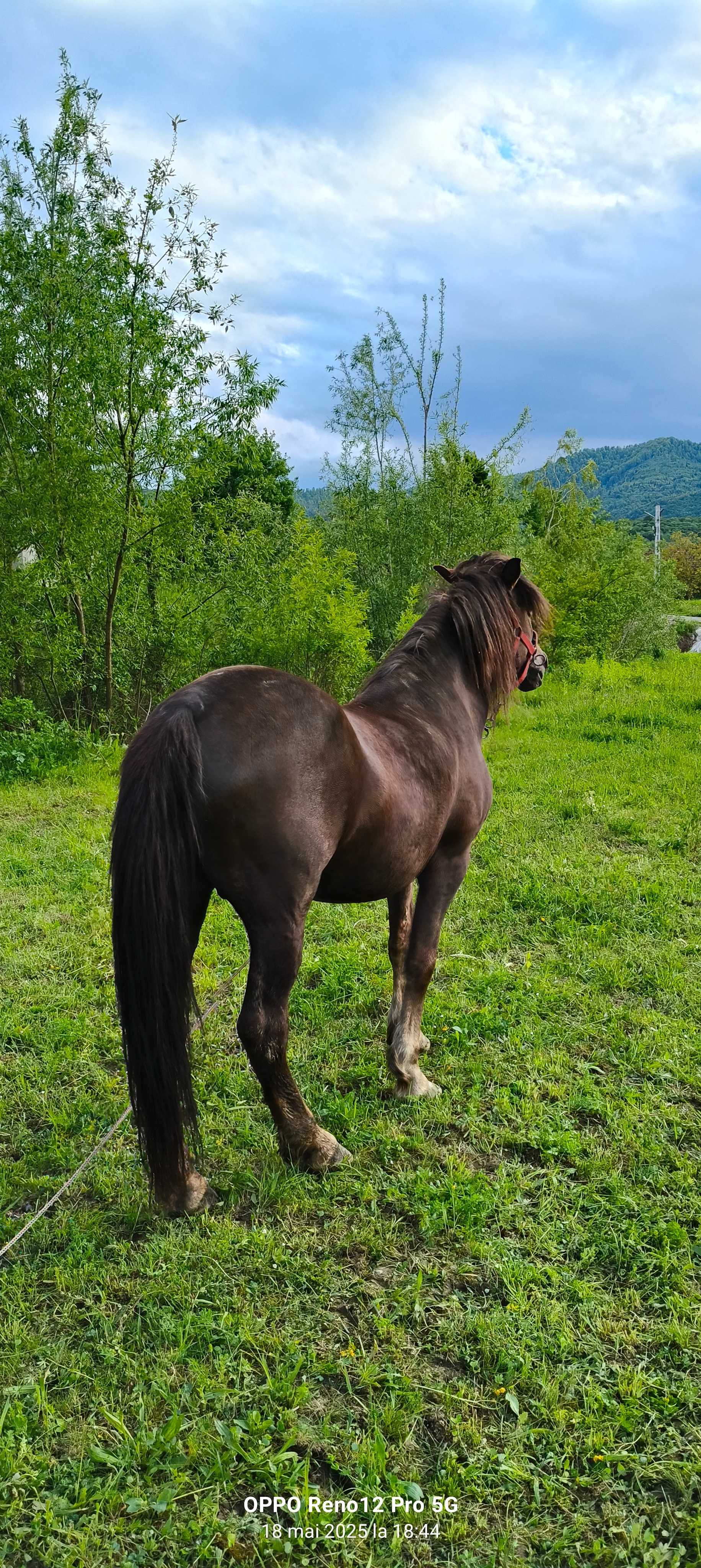 cal  de munte talie mijlocie 12-13 ani