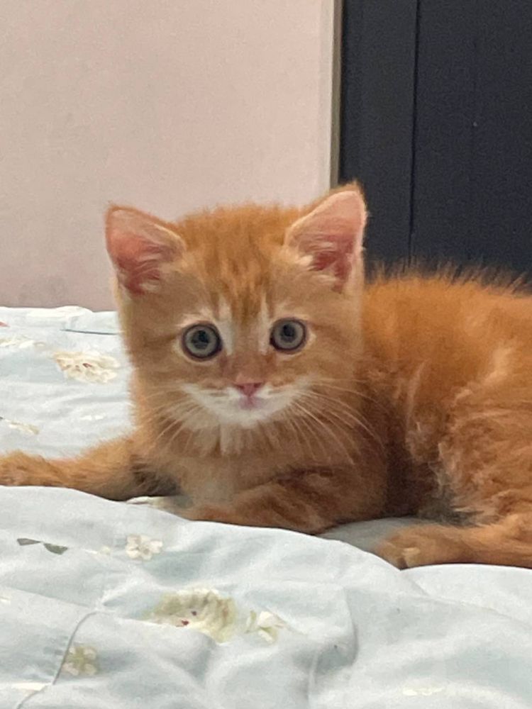 Продаеться  кошка кот катенек котик
