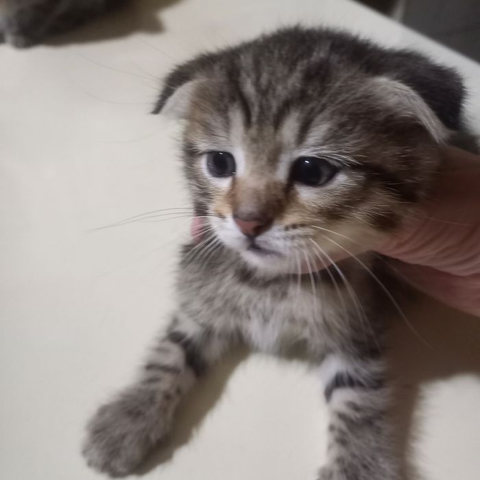 Вислоухий котёнок 1,5 месяц