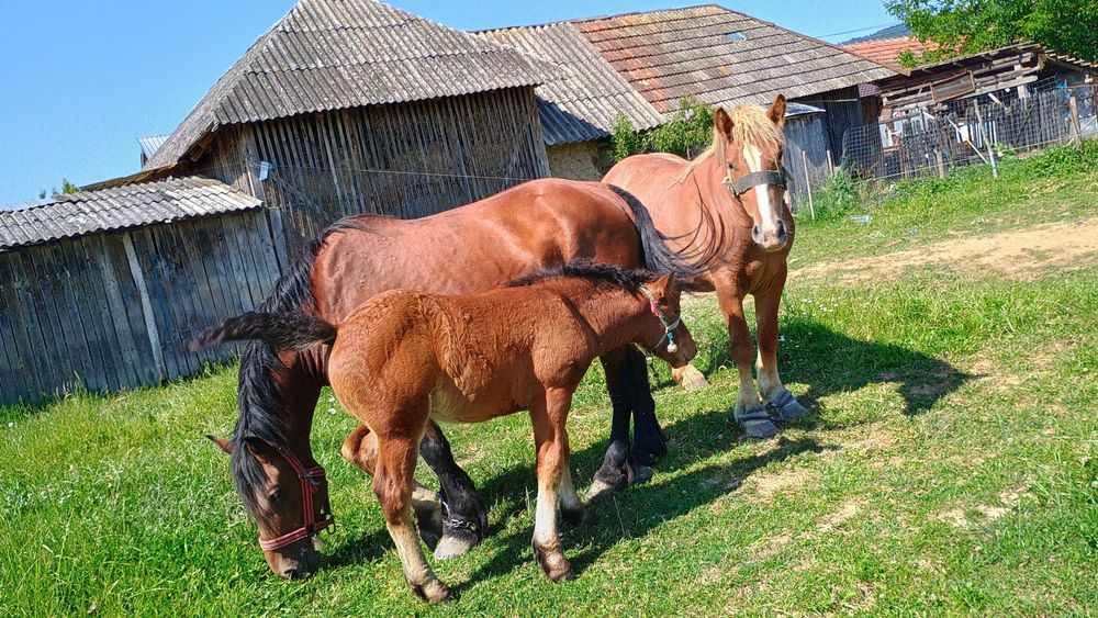 Vând mânză de 2 ani  preț 2400 de euro negociabil