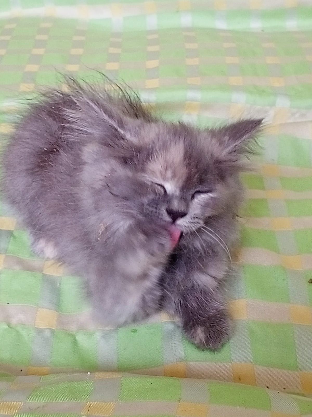 Отдам котят бесплатно