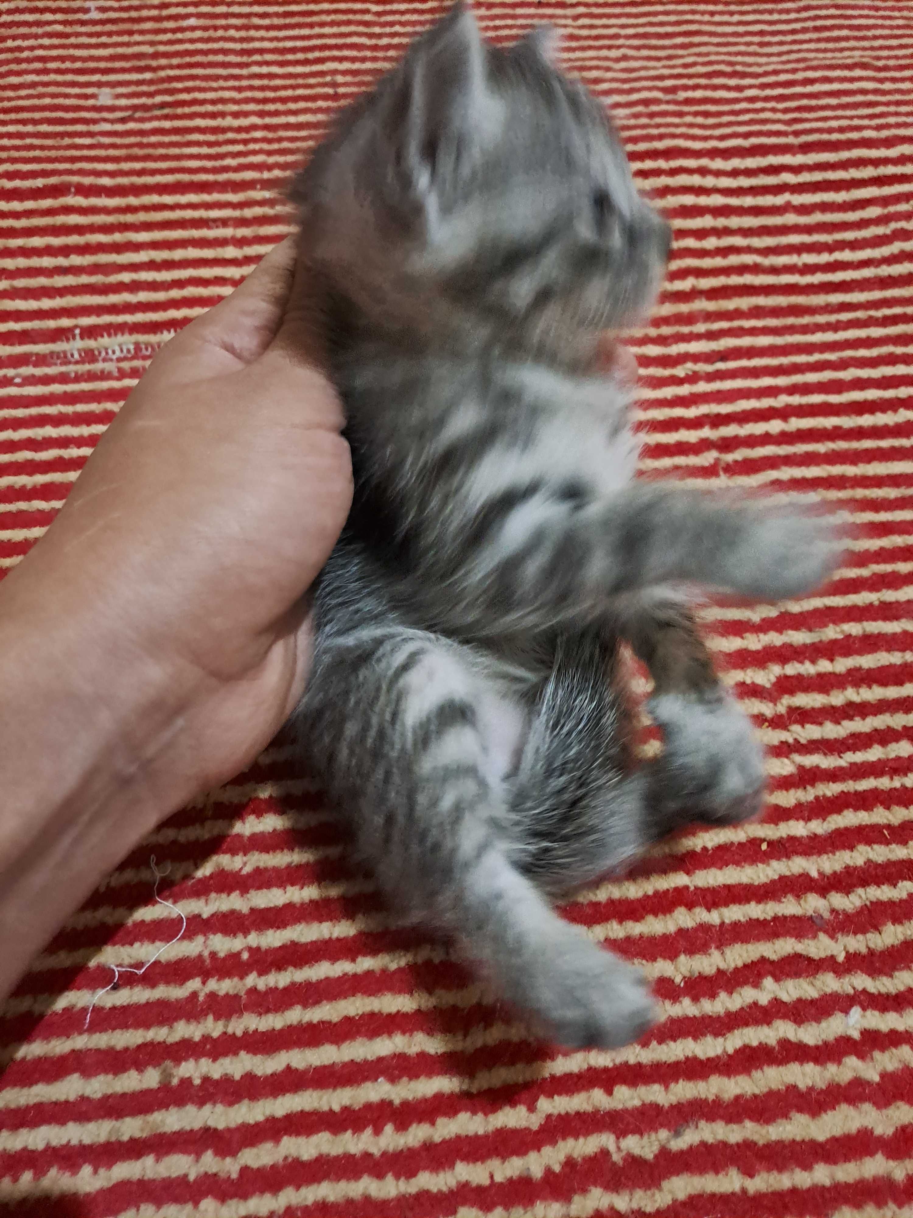 котята в Ургенче