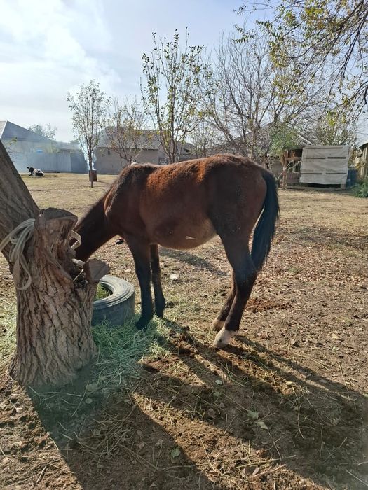 Тай сатылады 7 айлык