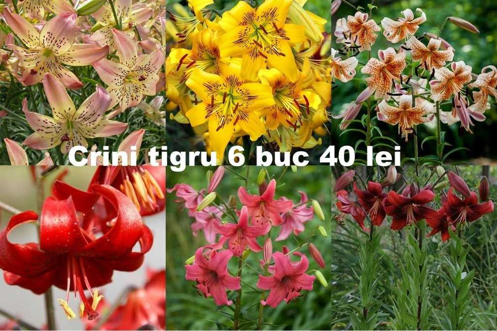 Bulbi de crini diverse soiuri