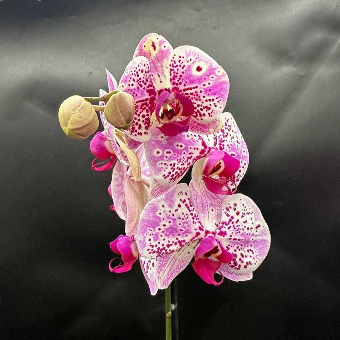 Орхидеи в огромном ассортименте