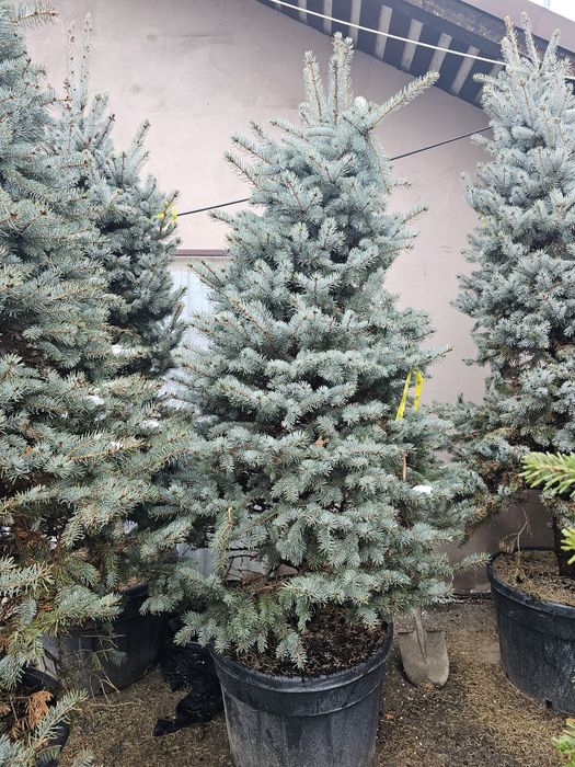 Brad argintiu la ghiveci ( vand brazi argintii hoopsii ) abies, picea.