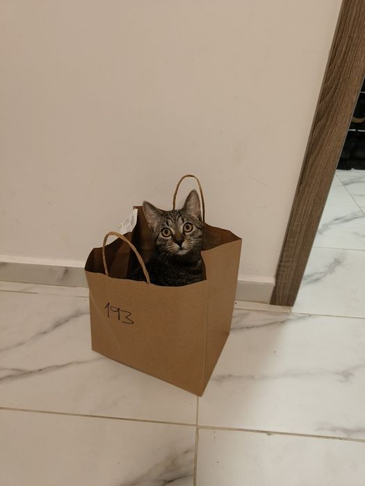 Ofer spre adoptie motan