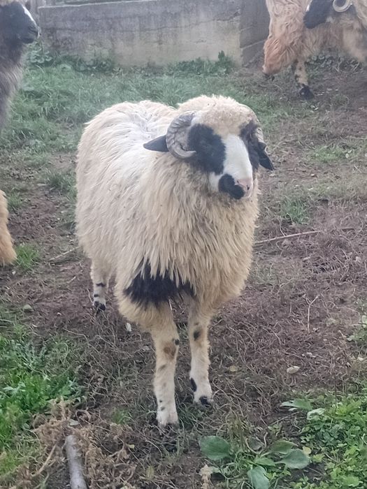 Barbecuti de tinut pentru prasila