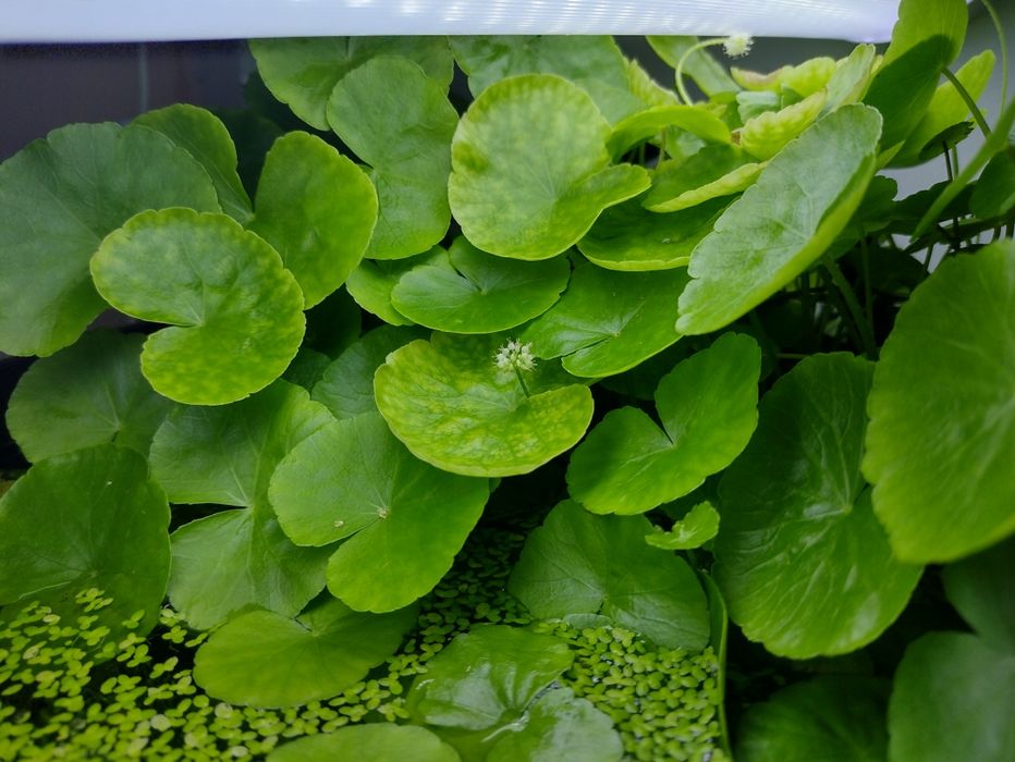 Jbl plant soil pentru acvariu pești,creveti,plante