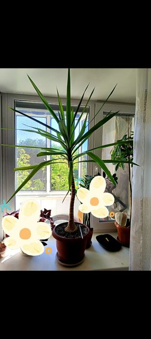 Продам излишки растений