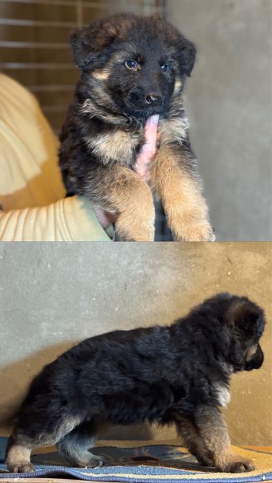 Pui Ciobanesc German cu par lung