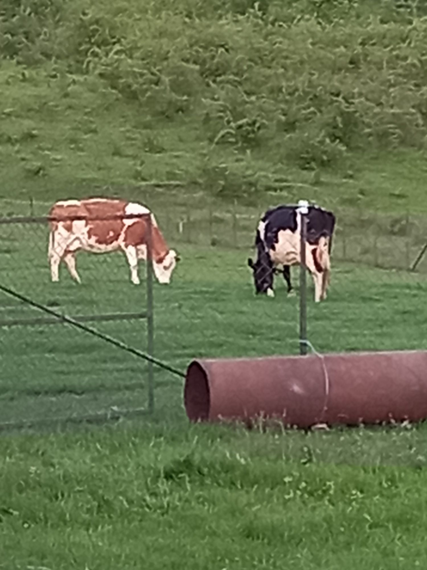 Vând Vacă Rasa Bălțată Românească bună de lapte și foarte cuminte.