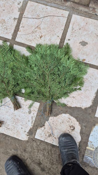 Пихта для бани  .