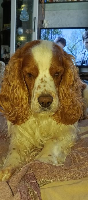 Вязка английский кокер спаниель