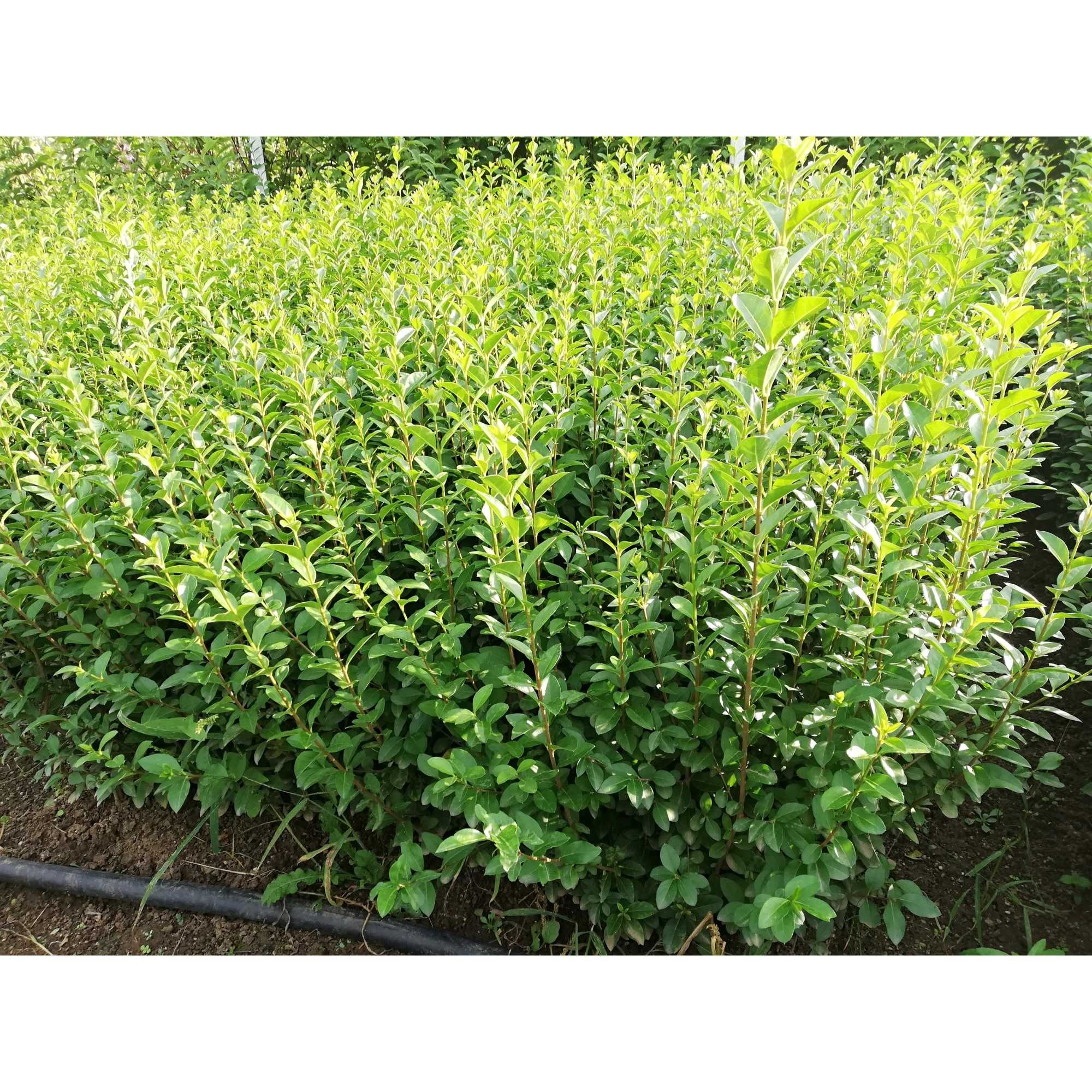 Vindem Lemn Cainesc - Lingustrum la super pret- Buxus la ghiveci -