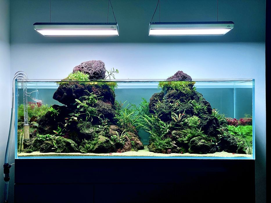 Plante acvariu - Low tech, moss, raritati, fara CO2, etc.