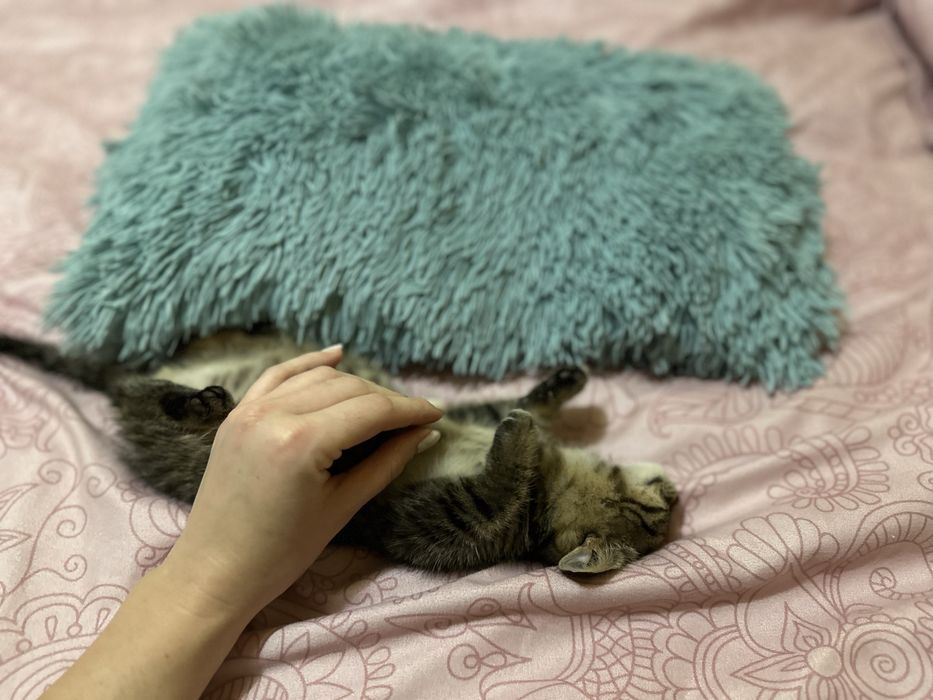 Motanel spre adoptie