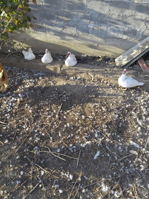 Rate de vânzare  bune de tăiat sau de ținut