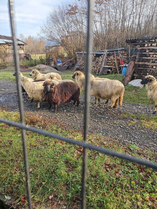 Vand oi tinere rasa turcana