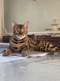 Бенгальский Кот для вязки