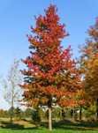 Pomi Ornamentali  liquidambar arborele de guma