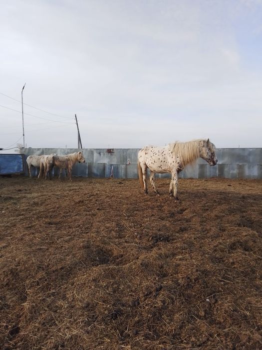 Айғыр сатамын , Ақкөл ауылында Екібастұз қаласы