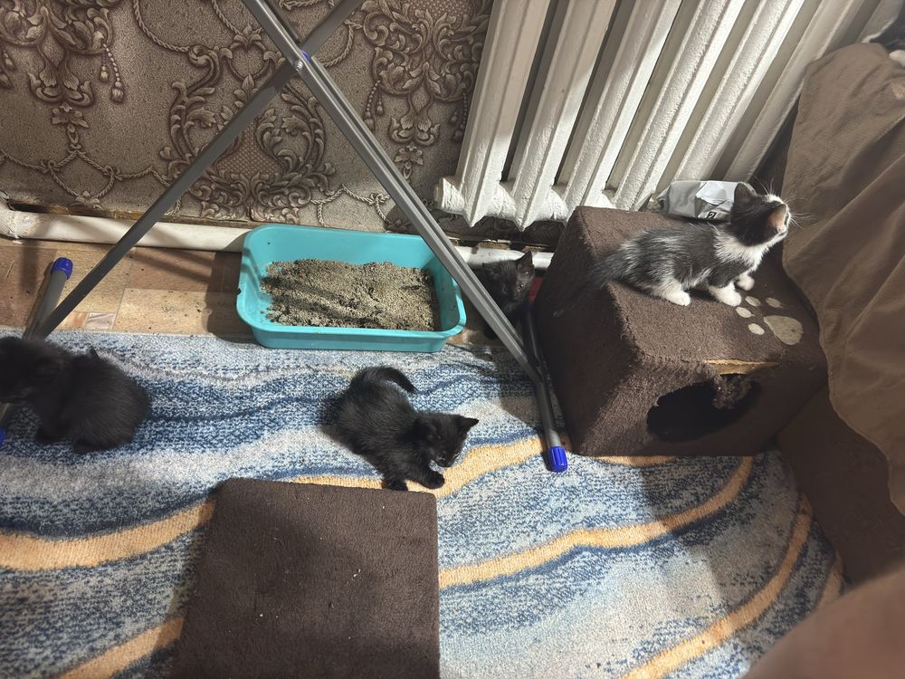 Котята домошние 1 мес