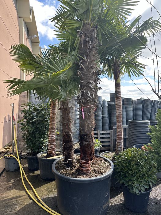 Palmieri rezistenți la - 18