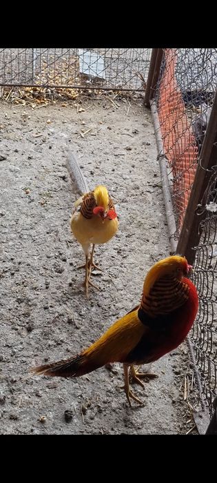 Vand fazani auriu pe rosu/galben