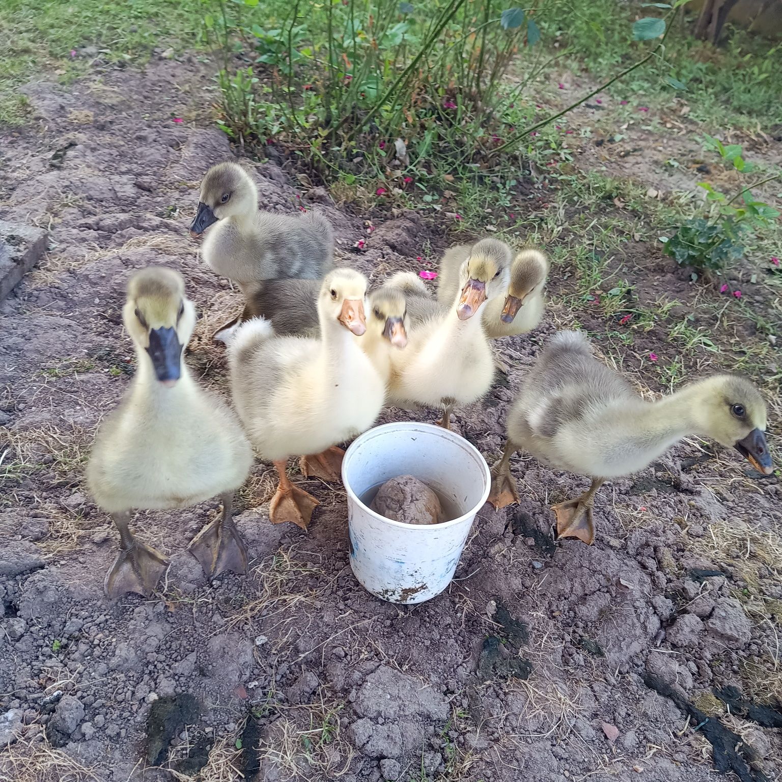 Boboci de gâscă, vârstă 2 saptamâni