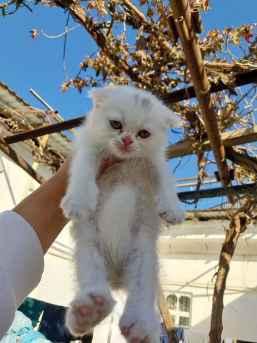 Шотландский вислоухий мушук болалари