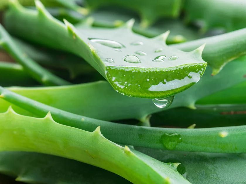 Aloe vera алое вера