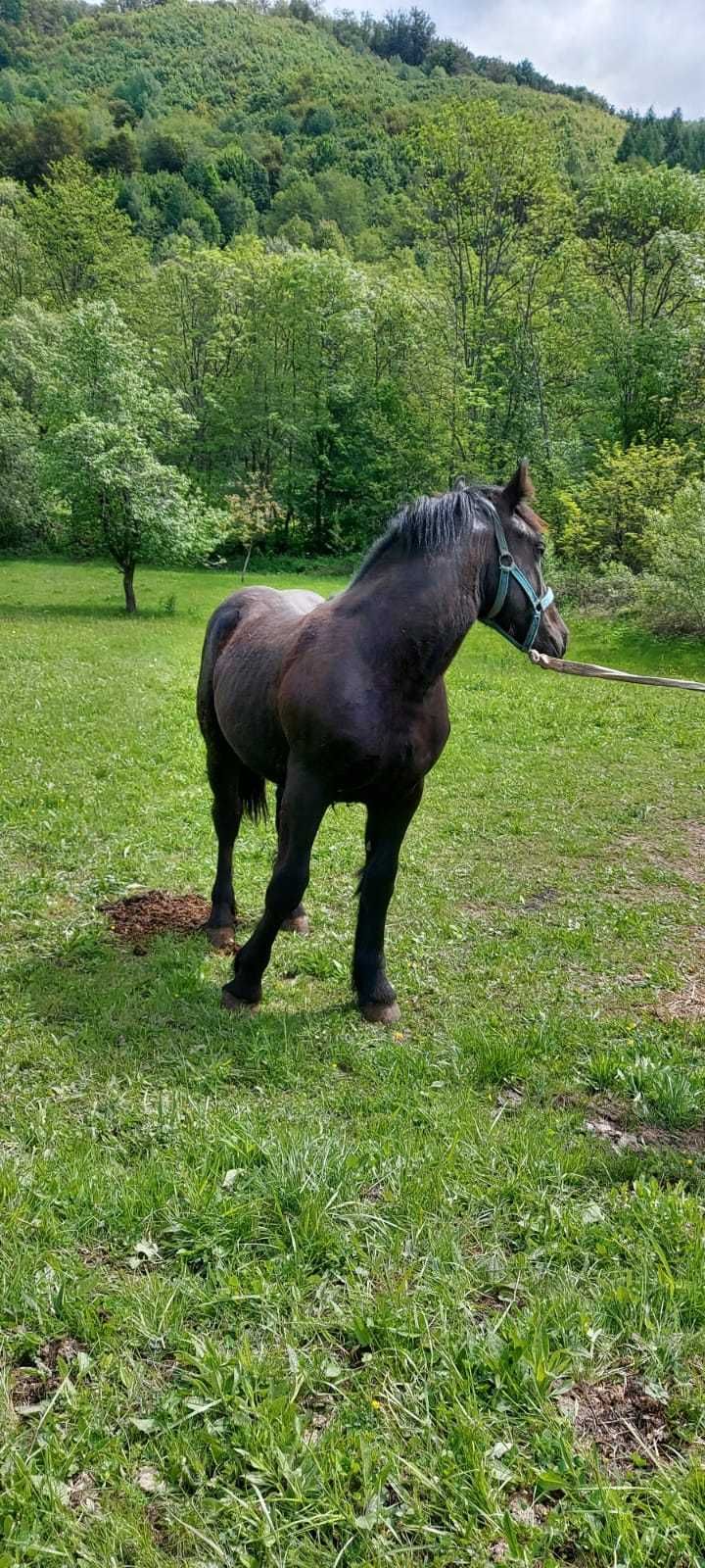 Vand manz negru semigreu