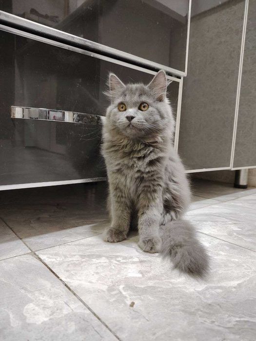 Котенок метис, папа- скотиш. Девочка. 3 мес.