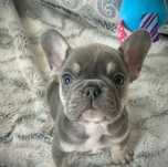 Bulldog francez mascul