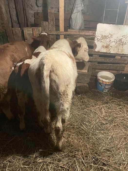 Vițel tăuraș bălțat