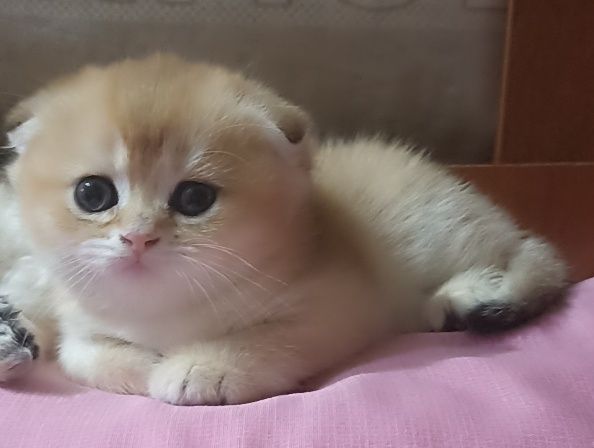 Британский короткошерстные