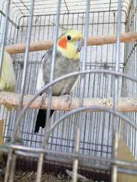 Продам  ручных попугайчиков нимфа кореллы выкормыши  1 месяц