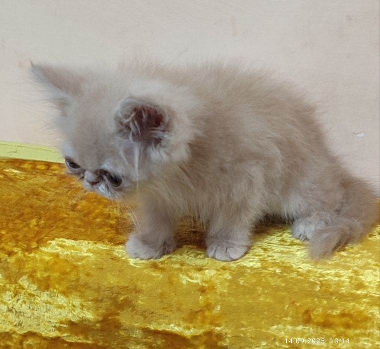 Срочно продается котенок