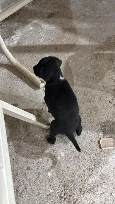 Щенок дратхаар. Смесь с курцхааром