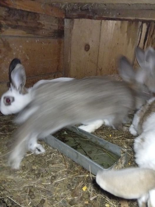 Vând iepuri românești