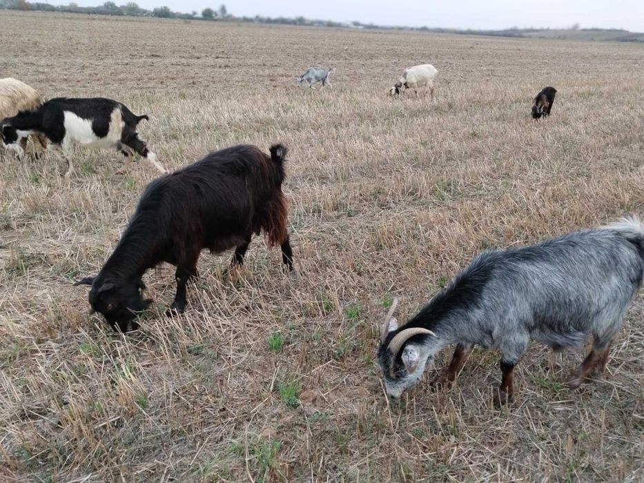 Vând capre bune de lapte