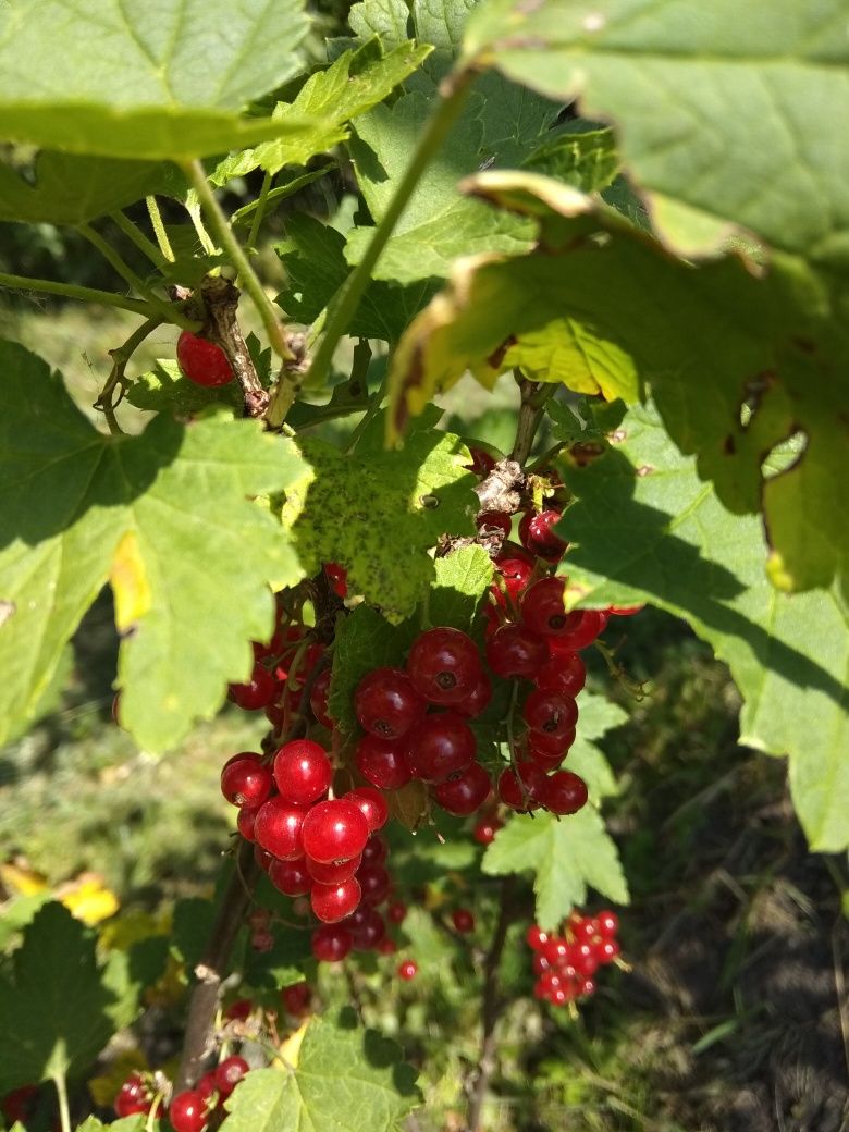 COACĂZE NEGRE si ROȘII (ruzincini). Sirop din coacăze, afine și miere