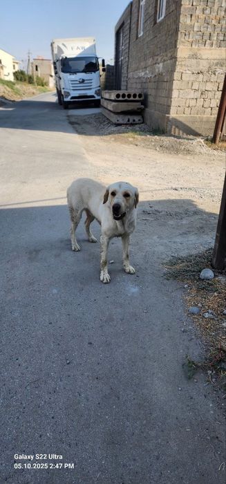 Нашли лабрадора в районе Саехата