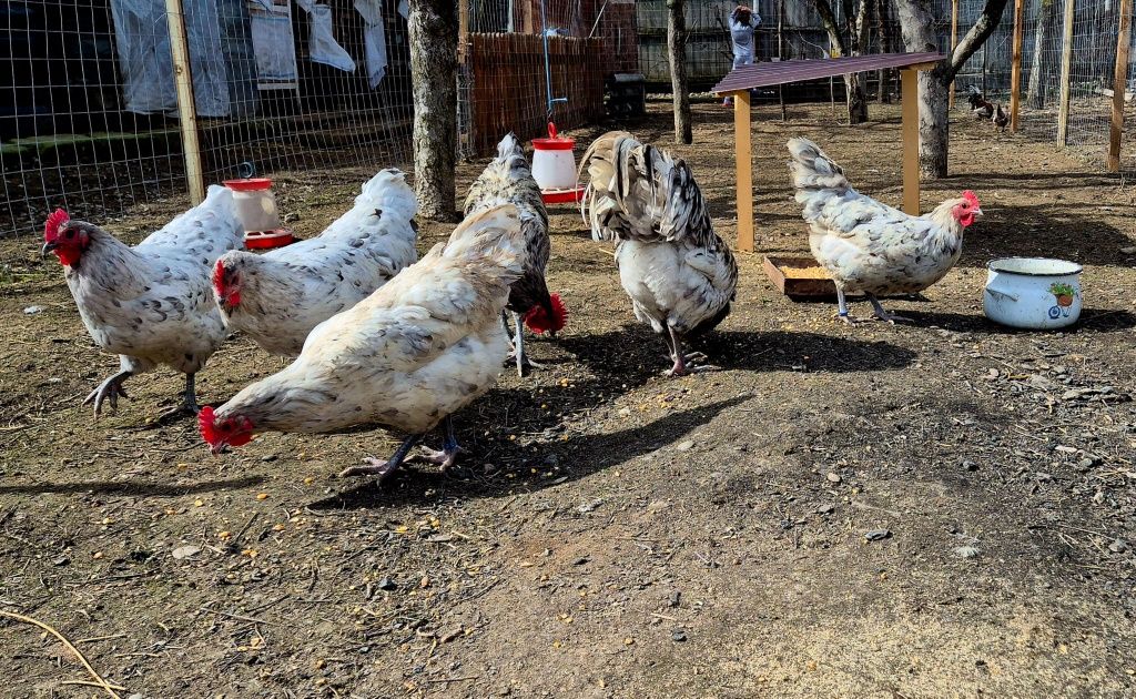 Oua australorp pentru incubat/splash,negru,albastru